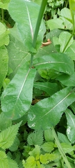 Sonchus arvensis