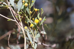 Acacia bivenosa