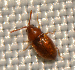 Caenoscelis basalis