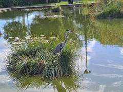 Ardea cinerea