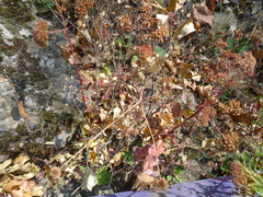 Hylotelephium maximum maximum