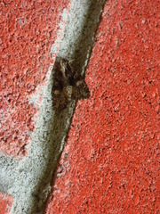 Euplexia benesimilis