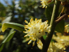 Laurus nobilis