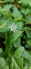 Stellaria aquatica