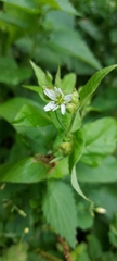 Stellaria aquatica