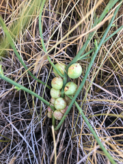 Antistrophus pisum