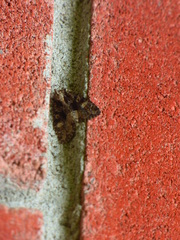 Euplexia benesimilis