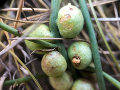 Antistrophus pisum