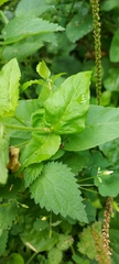 Stellaria aquatica