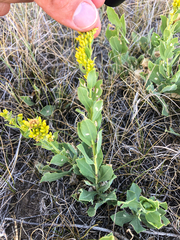 Solidago mollis