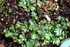 Marchantia