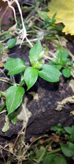 Stellaria media