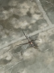 Latrodectus geometricus