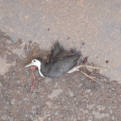 Amaurornis phoenicurus