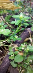 Stellaria media