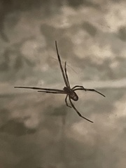 Latrodectus geometricus