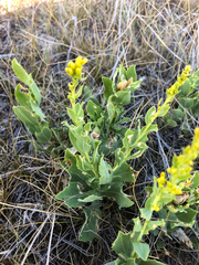 Solidago mollis