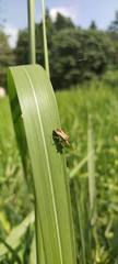 Gonocerini