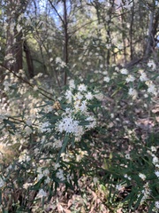 Phebalium squamulosum