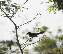 Rhipidura albogularis