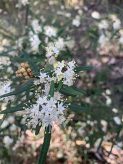 Phebalium squamulosum