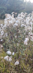 Cirsium arvense integrifolium