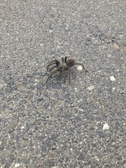 Aphonopelma johnnycashi