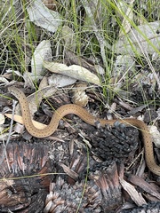 Pygopus lepidopodus