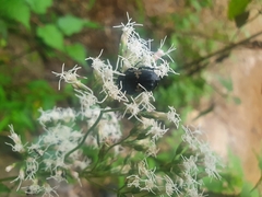 Glycyphana fulvistemma