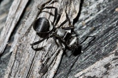 Polyrhachis daemeli