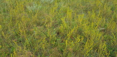 Artemisia palustris