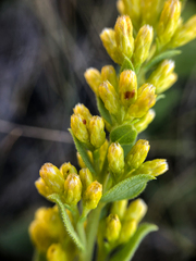 Solidago mollis