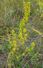 Artemisia palustris