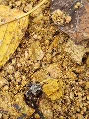 Araneus nordmanni