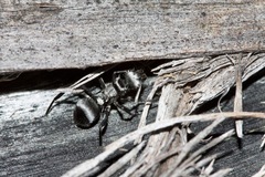 Polyrhachis daemeli