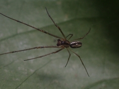 Tylorida