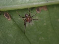 Tylorida