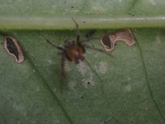 Tylorida