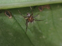 Tylorida