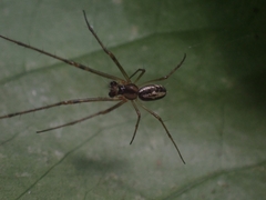Tylorida