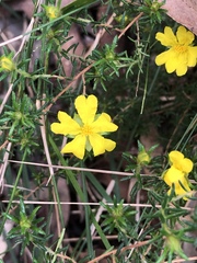 Hibbertia riparia