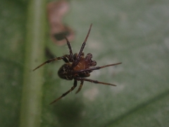 Tylorida