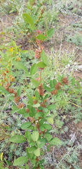 Lespedeza daurica