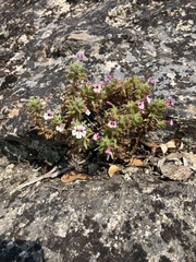 Diplacus torreyi