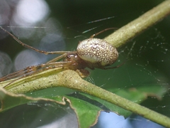 Tylorida