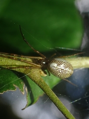 Tylorida