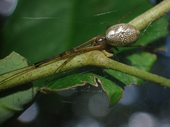 Tylorida