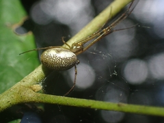 Tylorida