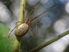Tylorida