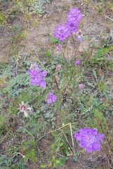 Scabiosa comosa